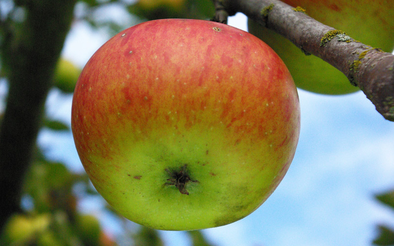 Bramley's Seedling BIODIMESTICA